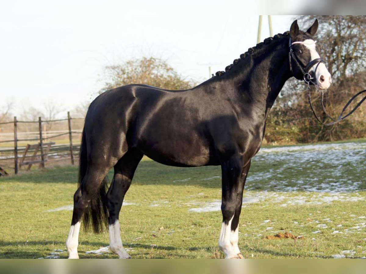 German Riding Horse Stallion Black in Lippetal