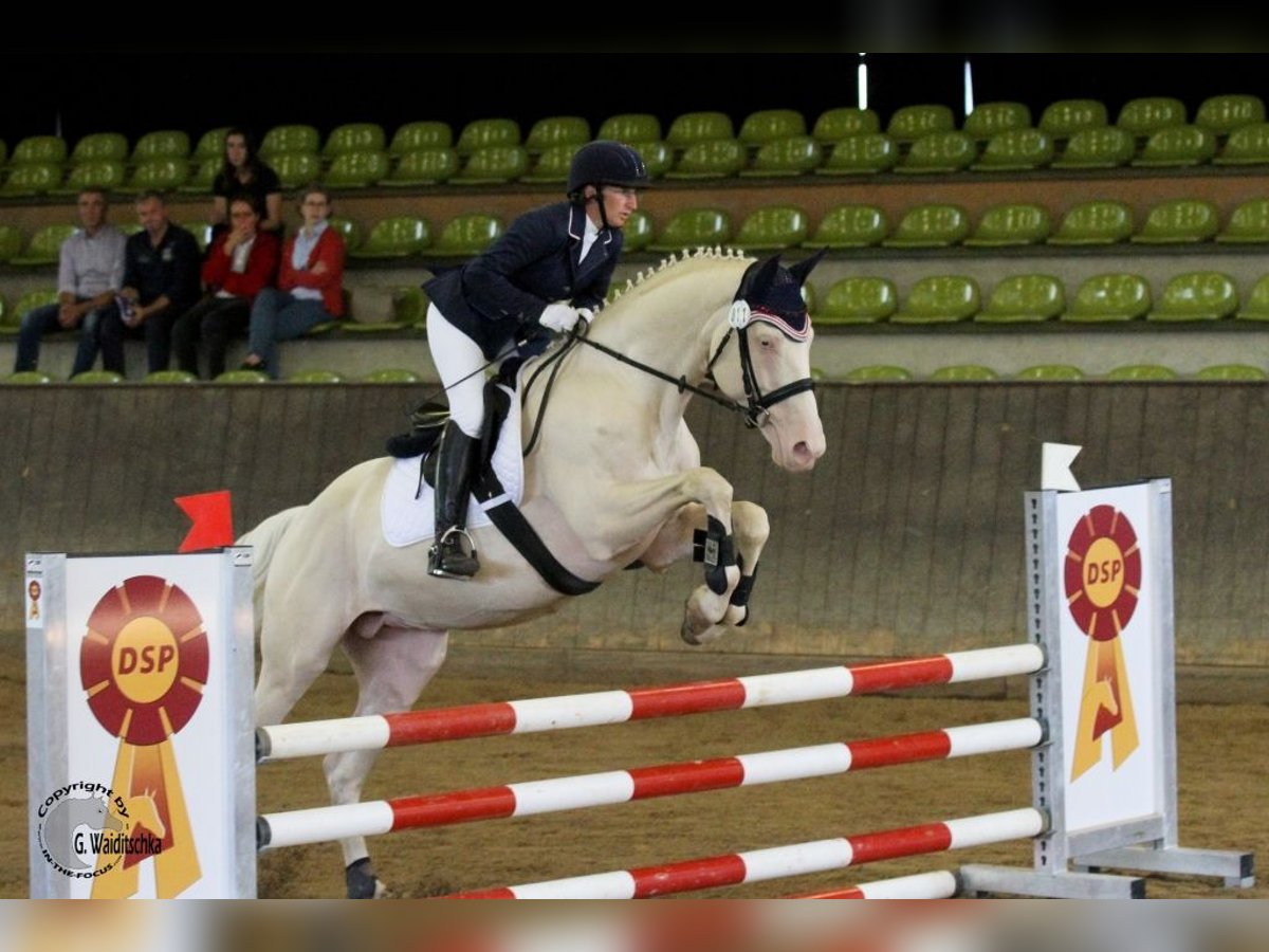 German Riding Horse Stallion Cremello in Beaumont pied-de-boeuf