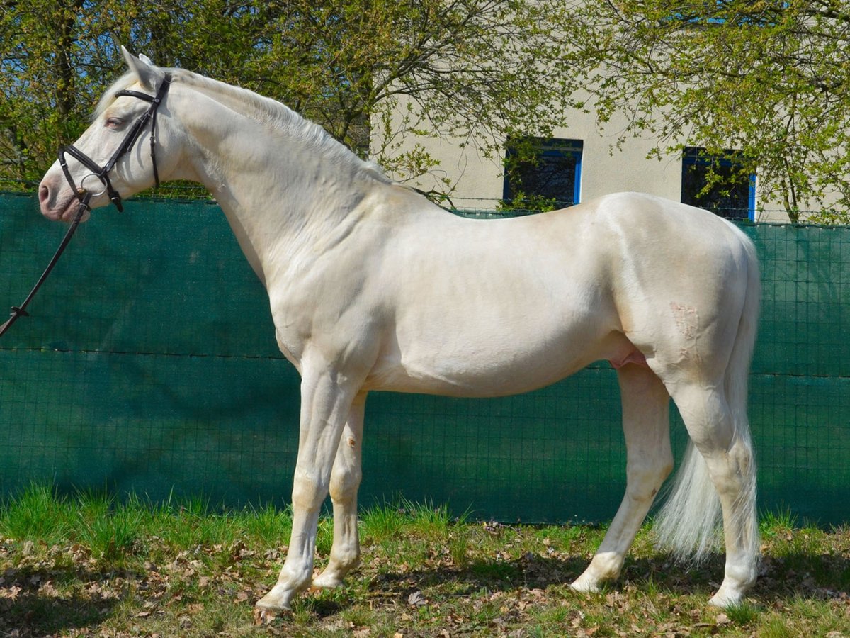 German Riding Horse Stallion Cremello in Buchhain