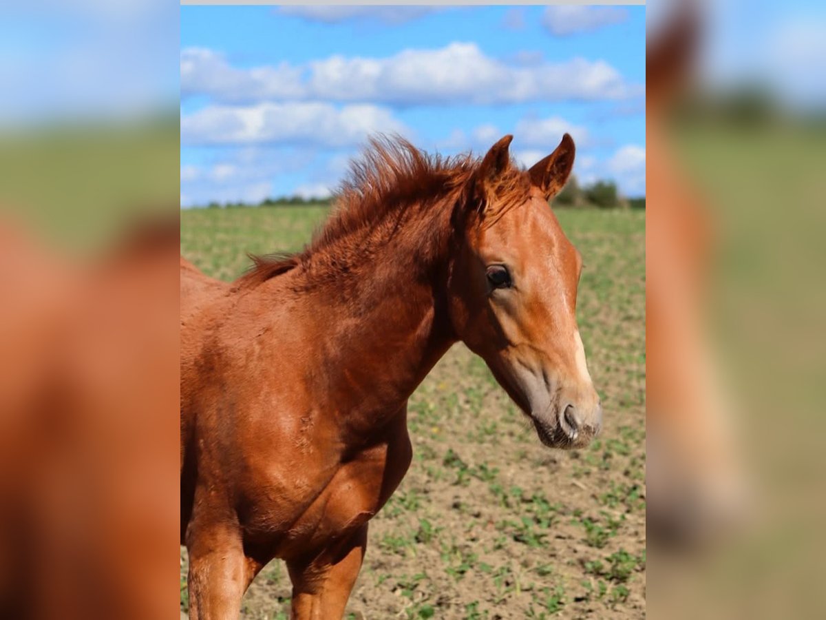 German Riding Horse Mix Stallion Foal (05/2025) 15,2 hh Chestnut-Red in Stavenhagen