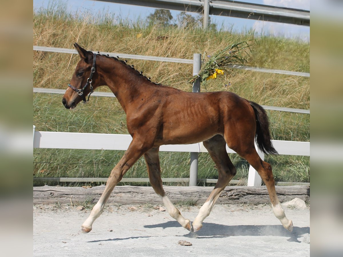 German Riding Horse Stallion Foal (05/2024) 16,1 hh Brown in Naila