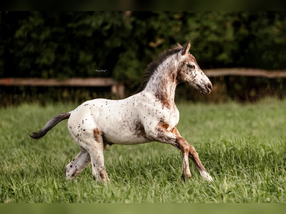 German Riding Horse Stallion Foal (06/2025) 16 hh Leopard-Piebald in Sehnde German Riding Horse Stallion Foal (06/2025) 16 hh Leopard-Piebald in Sehnde