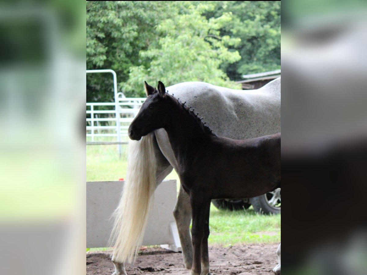 German Riding Horse Stallion Foal (04/2025) 16,1 hh Grey-Dark-Tan in Alt M&#xF6;lln