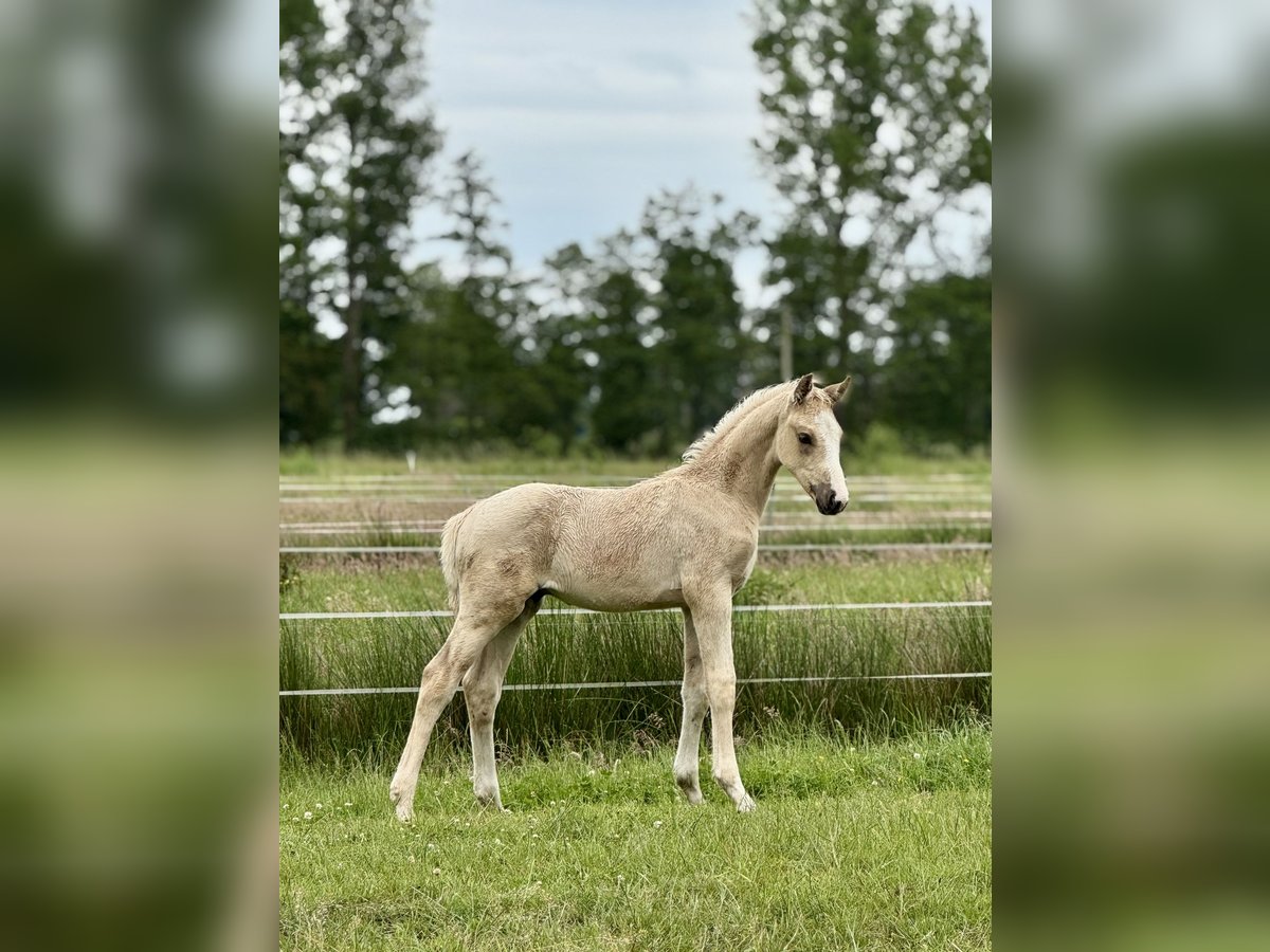 German Riding Horse Stallion  16,2 hh Palomino in Ihlienworth