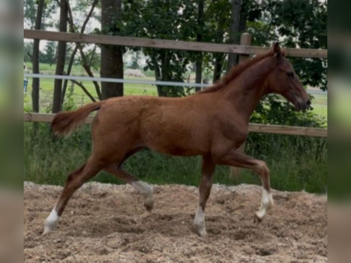German Riding Horse Stallion Foal (04/2025) 16,3 hh Chestnut in Ihlienworth