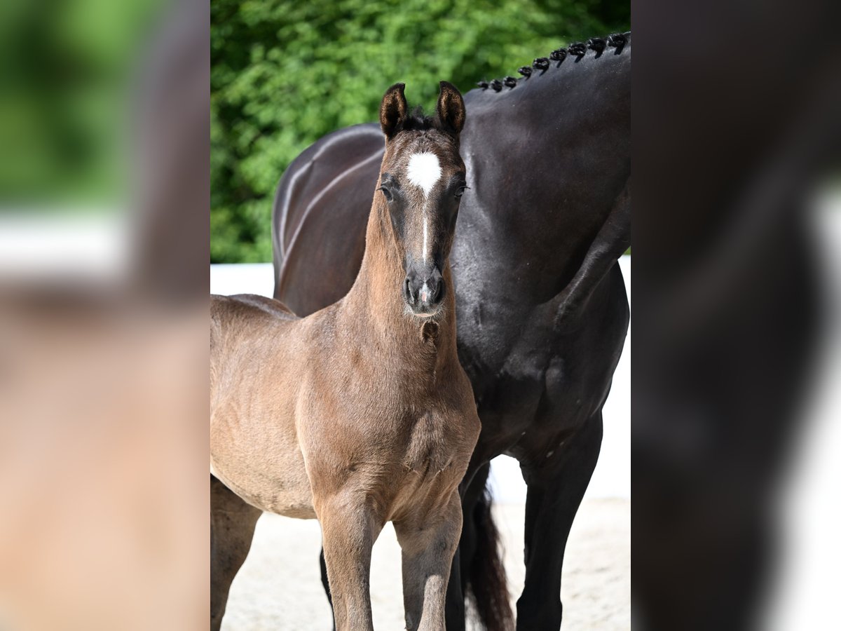 German Riding Horse Stallion  Bay-Dark in Lonsee