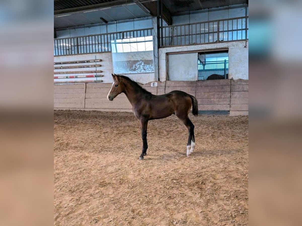 German Riding Horse Stallion  Brown in Korbach