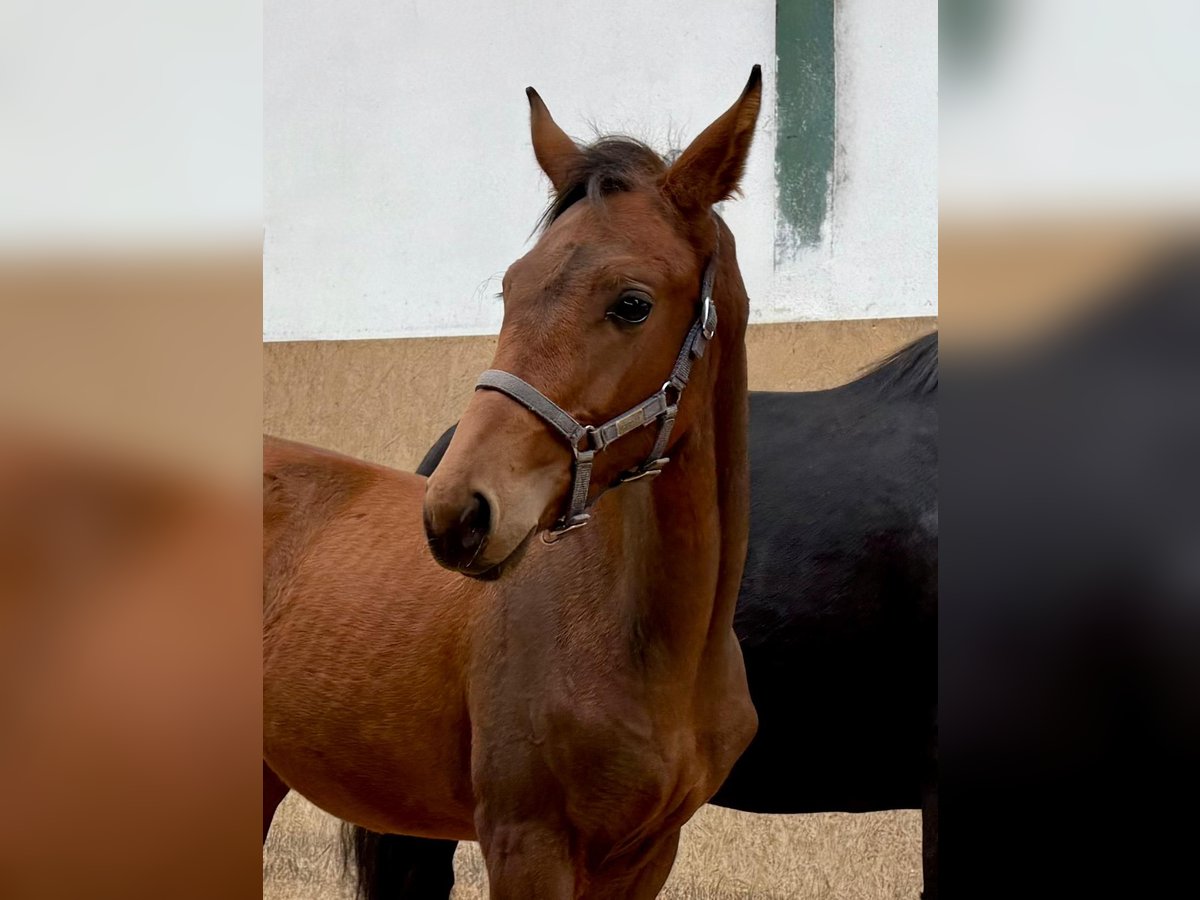 German Riding Horse Stallion Foal (05/2025) Brown in Burgthann German Riding Horse Stallion Foal (05/2025) Brown in Burgthann