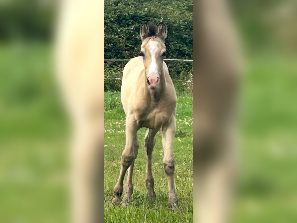 German Riding Horse Stallion Foal (05/2025) Buckskin in Krefeld