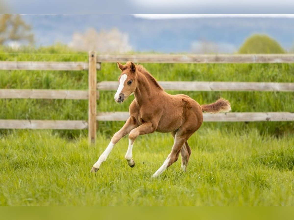 German Riding Horse Stallion Foal (03/2024) Chestnut-Red in Untermarchtal