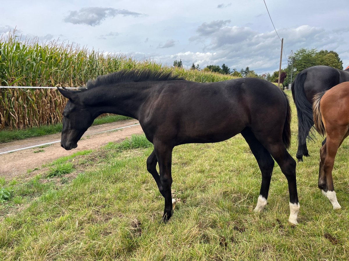 German Riding Horse Stallion Foal (04/2025) Smoky-Black in Telgte