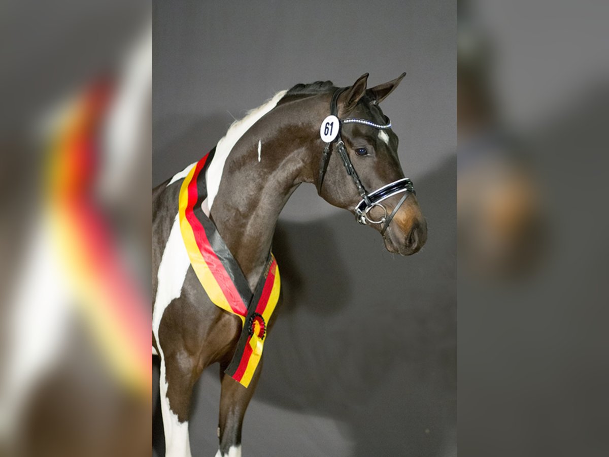 German Riding Horse Stallion Pinto in Etgersleben