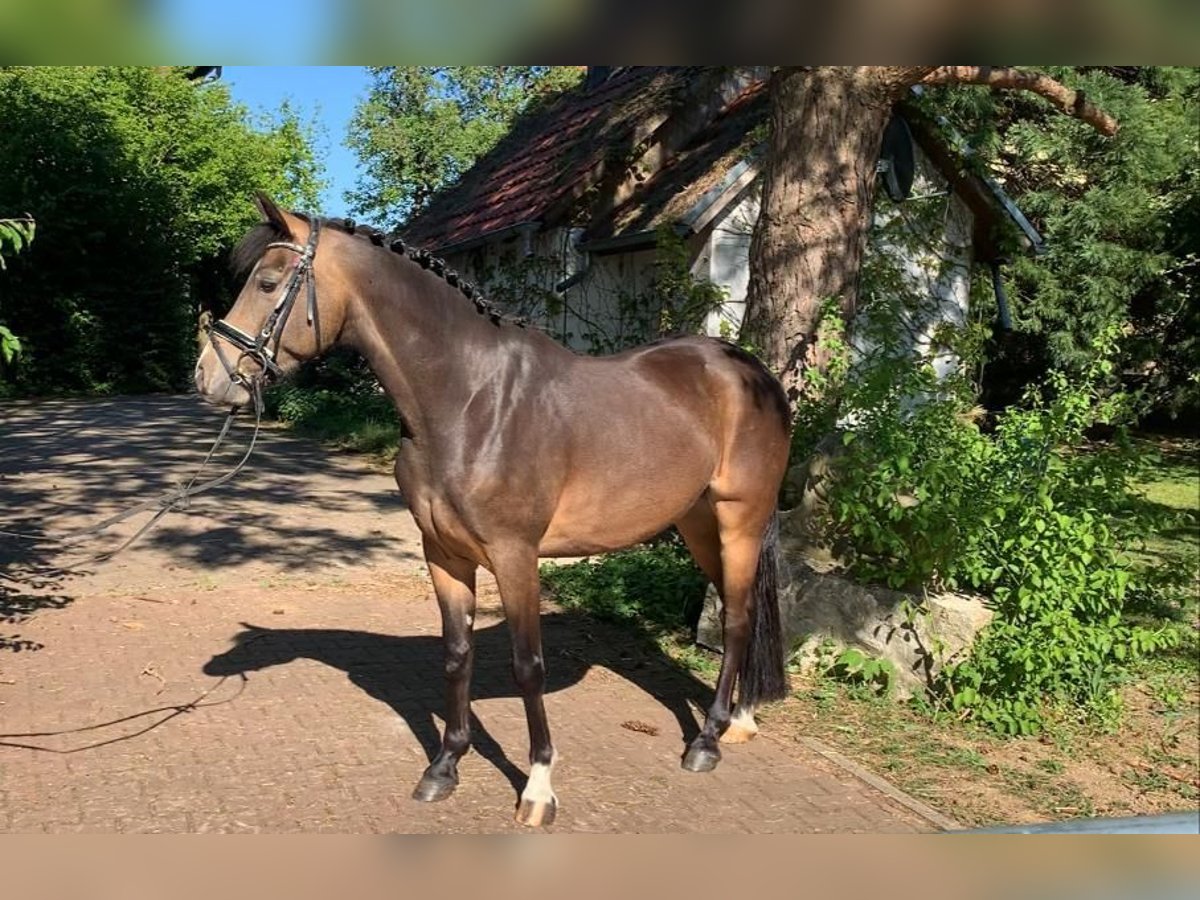 German Riding Pony Gelding 10 years 14,1 hh Buckskin in Mücheln (Geiseltal)