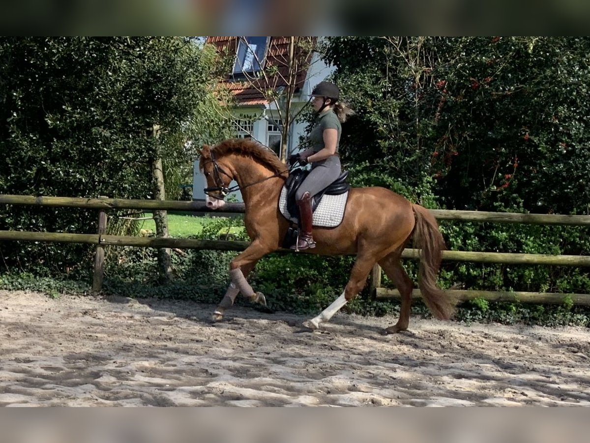 German Riding Pony Gelding 10 years 14,1 hh Chestnut-Red in Tarmstedt