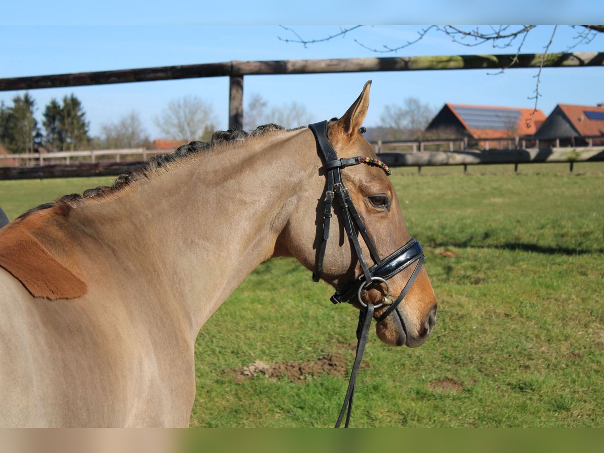 German Riding Pony Gelding 10 years 14,1 hh Dun in Stadthagen