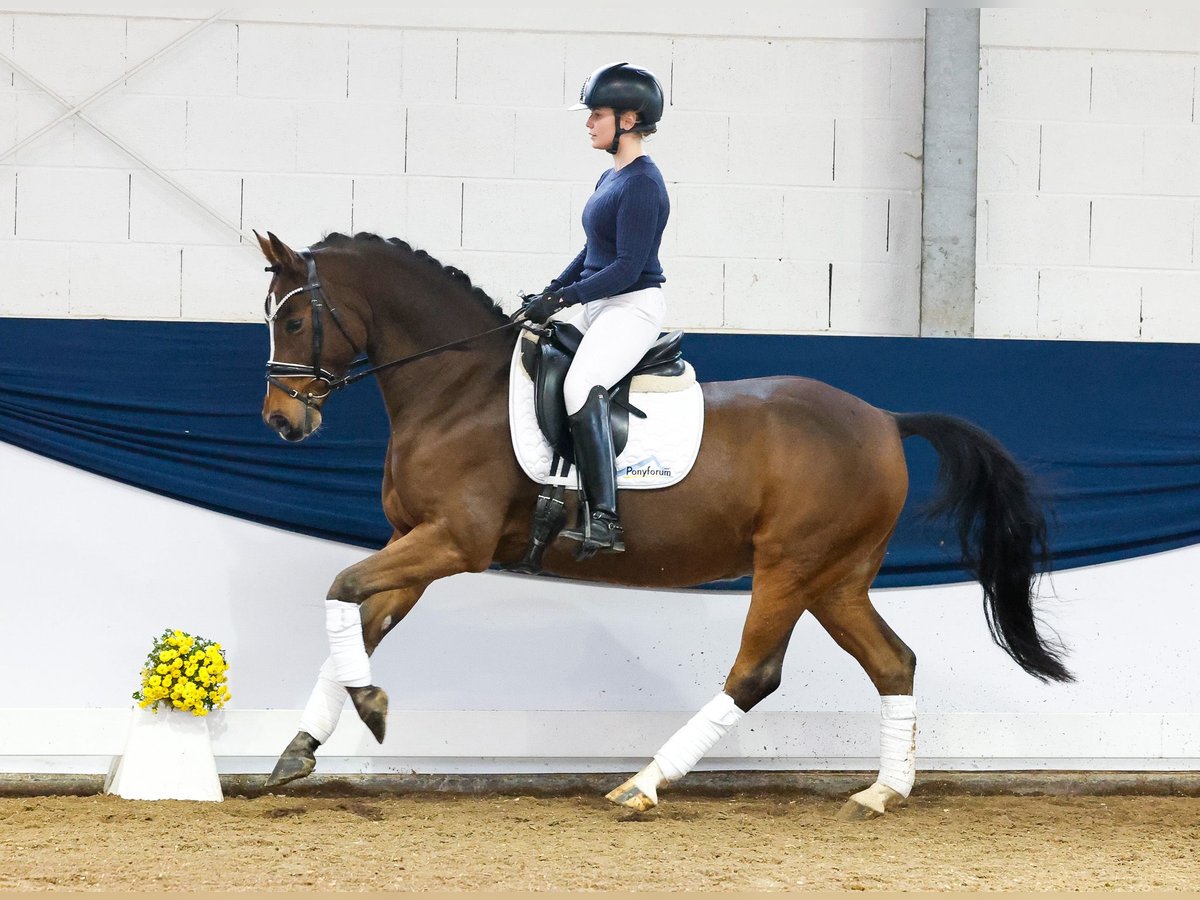 German Riding Pony Gelding 10 years 14,2 hh Brown in Marsberg