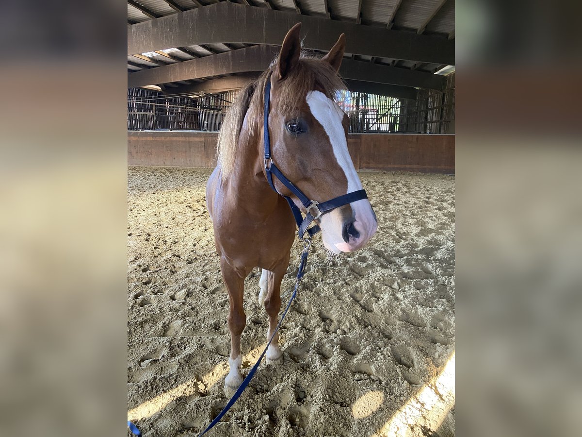 German Riding Pony Gelding 10 years 14,2 hh Chestnut-Red in Castrop-Rauxel