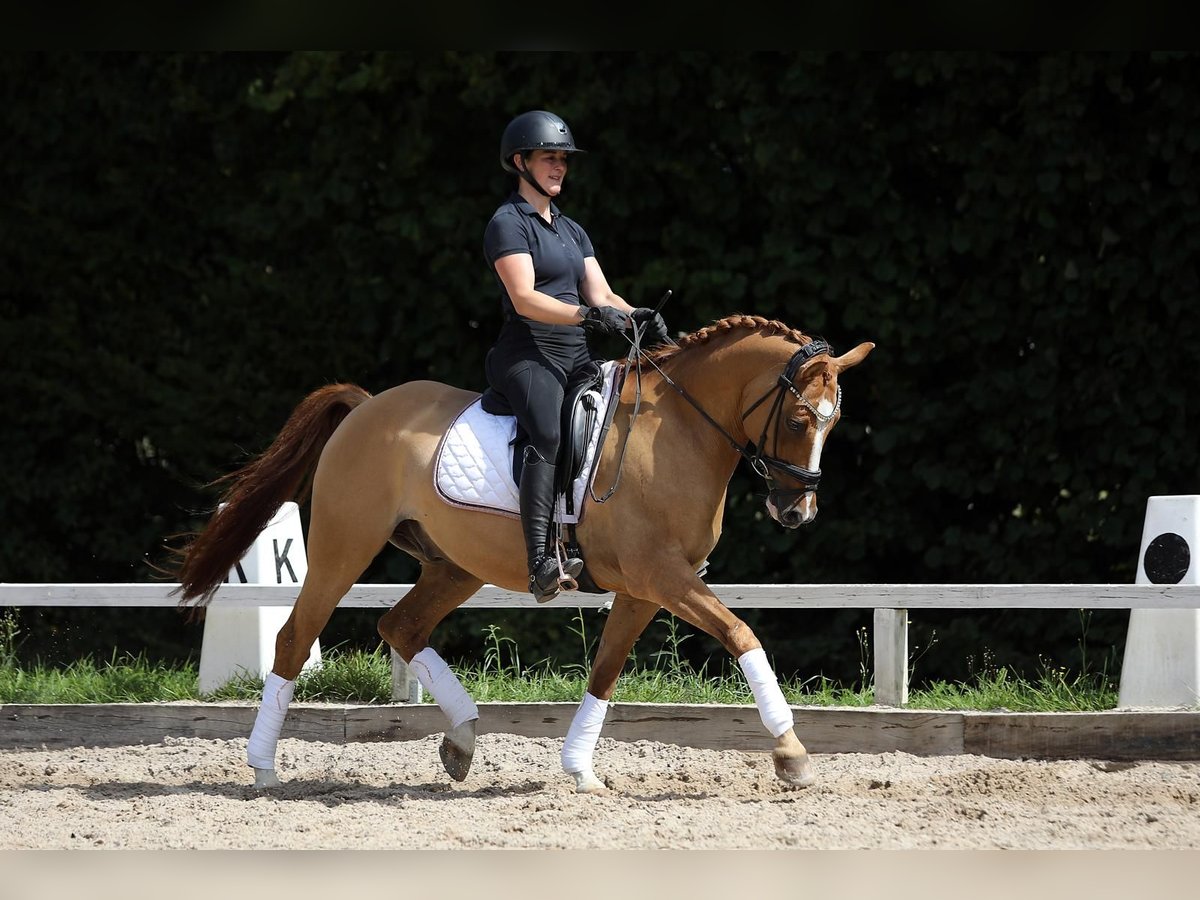 German Riding Pony Gelding 10 years 14,2 hh Chestnut-Red in Altenstadt