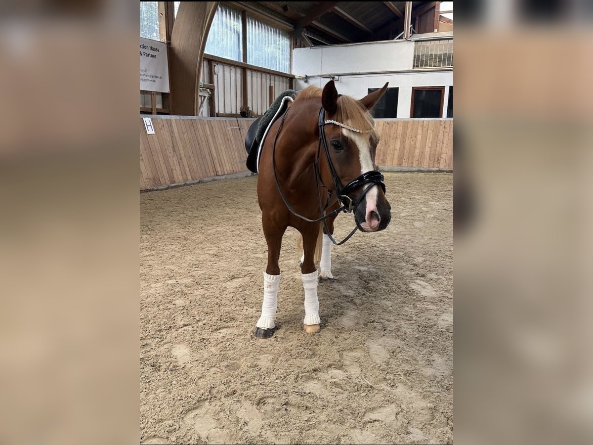 German Riding Pony Gelding 10 years 14,2 hh Chestnut-Red in Fuldabr&#xFC;ck