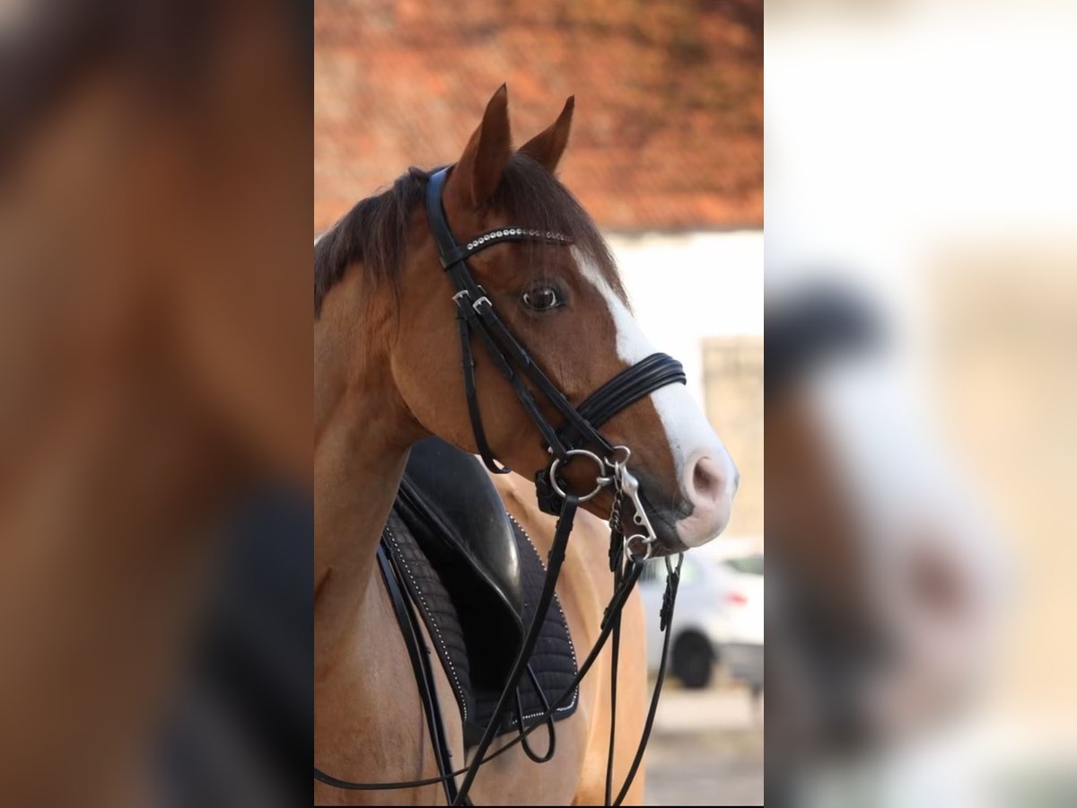 German Riding Pony Gelding 10 years 14,2 hh Chestnut-Red in Dachau
