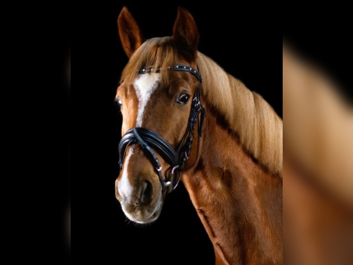 German Riding Pony Gelding 10 years 14,2 hh Chestnut-Red in Pulheim