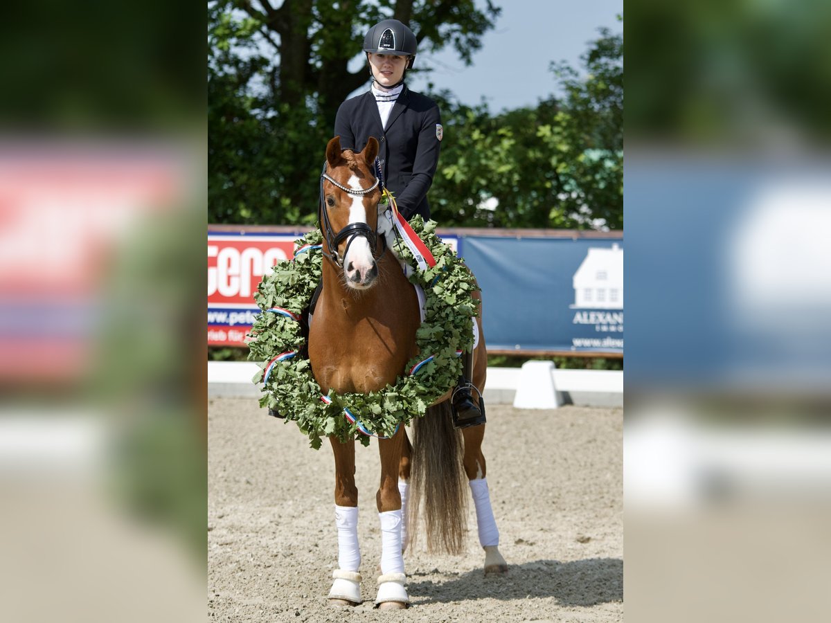 German Riding Pony Gelding 11 years 14,2 hh Chestnut-Red in Selk