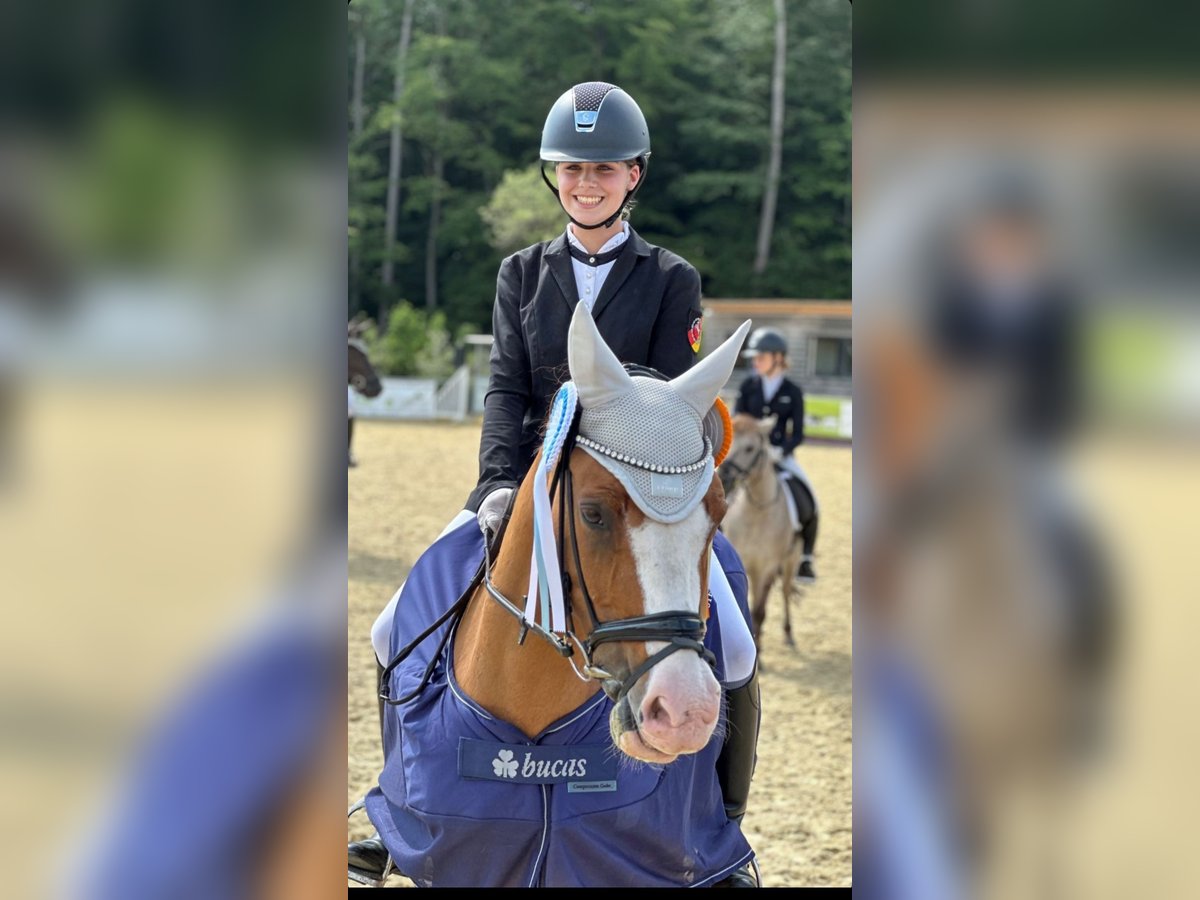 German Riding Pony Gelding 11 years 14,2 hh Chestnut-Red in Freirachdorf