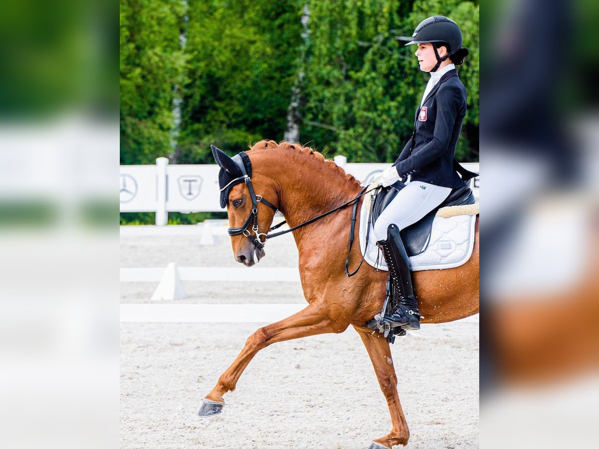 German Riding Pony Gelding 11 years 14,2 hh Chestnut-Red in Warszawa