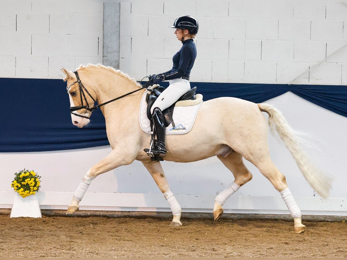 German Riding Pony Gelding 11 years 14,2 hh Palomino in Marsberg