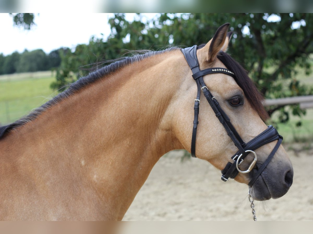 German Riding Pony Gelding 11 years 14,1 hh Buckskin in M&#xFC;lheim an der Ruhr