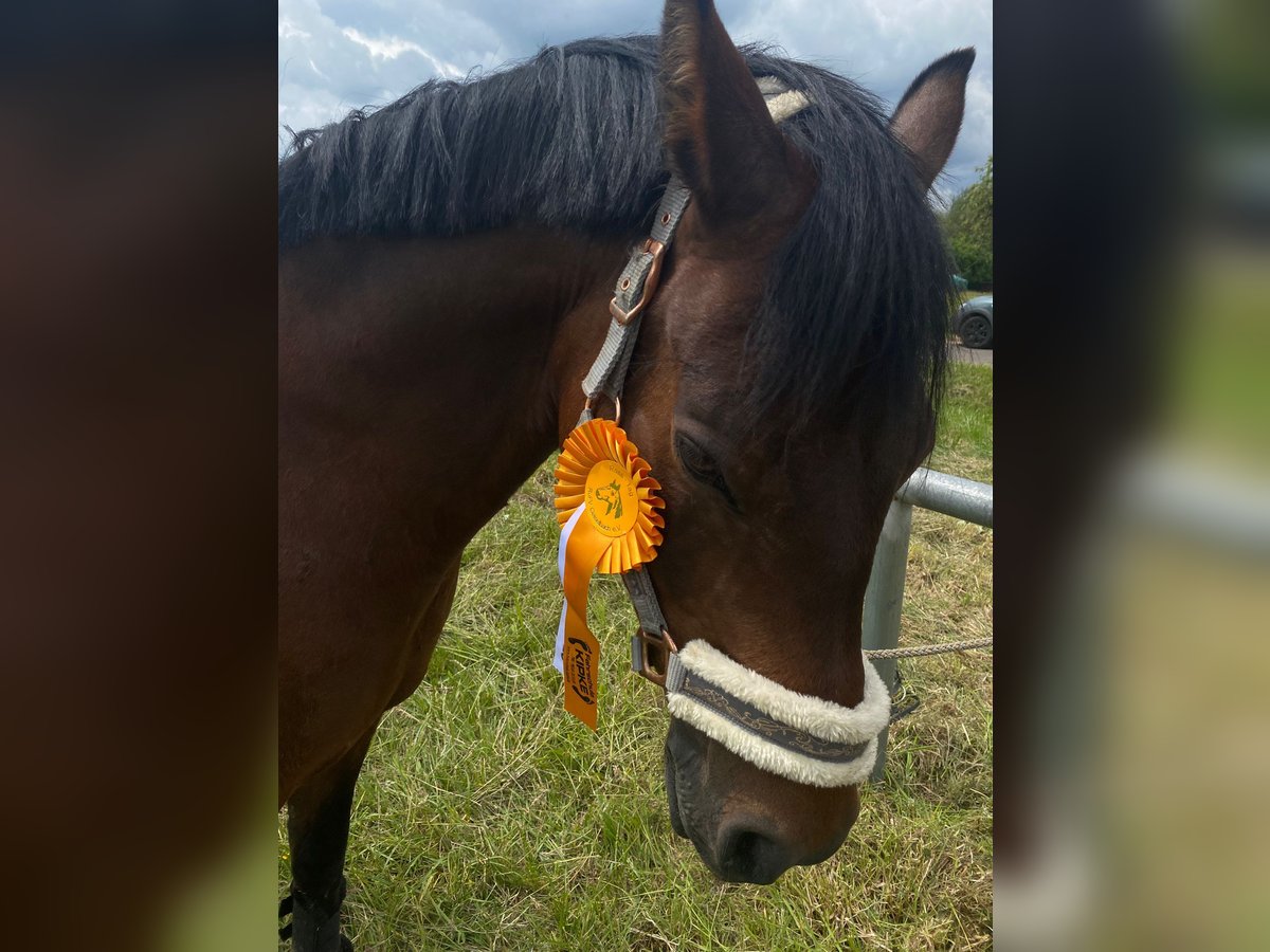 German Riding Pony Gelding 11 years 14,2 hh Bay-Dark in M&#xF6;mbris