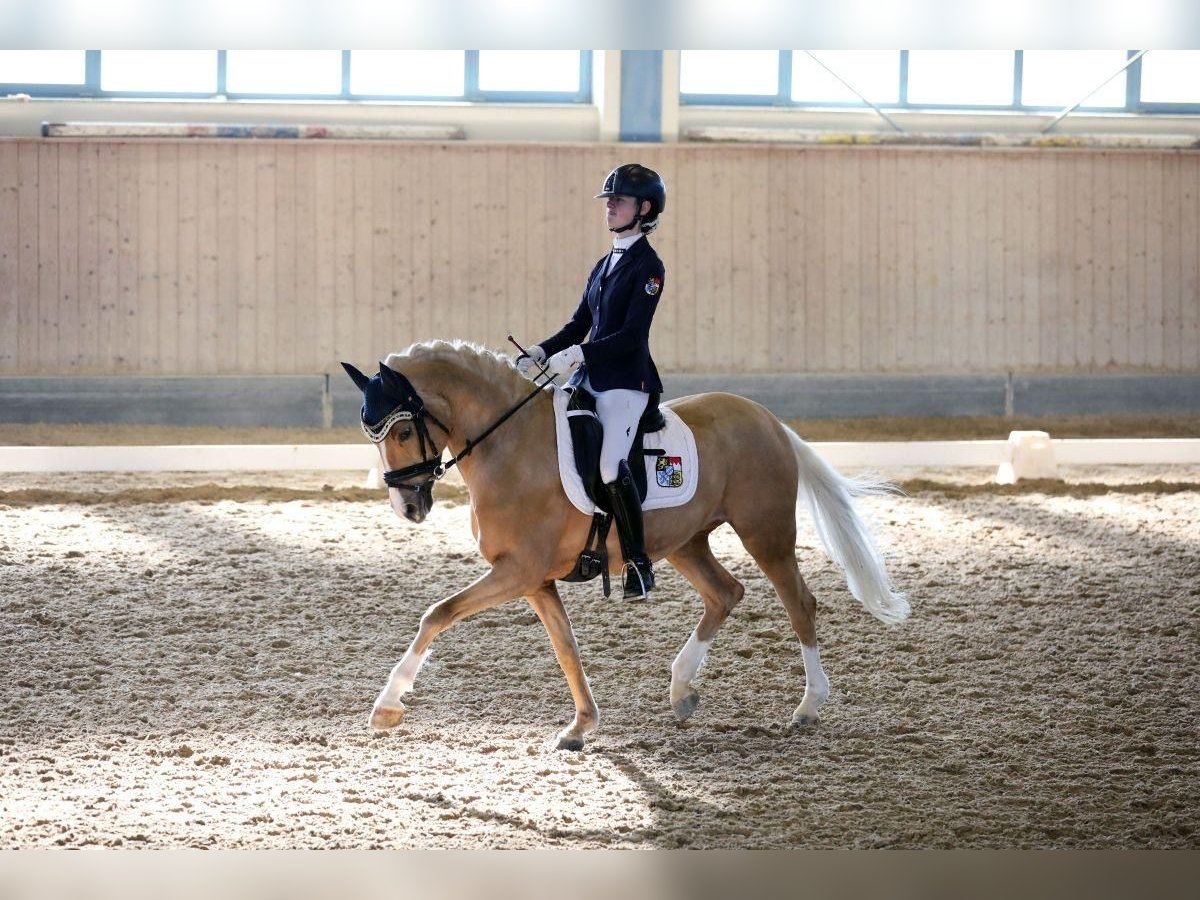 German Riding Pony Gelding 11 years 14,2 hh Palomino in Wiesenttal