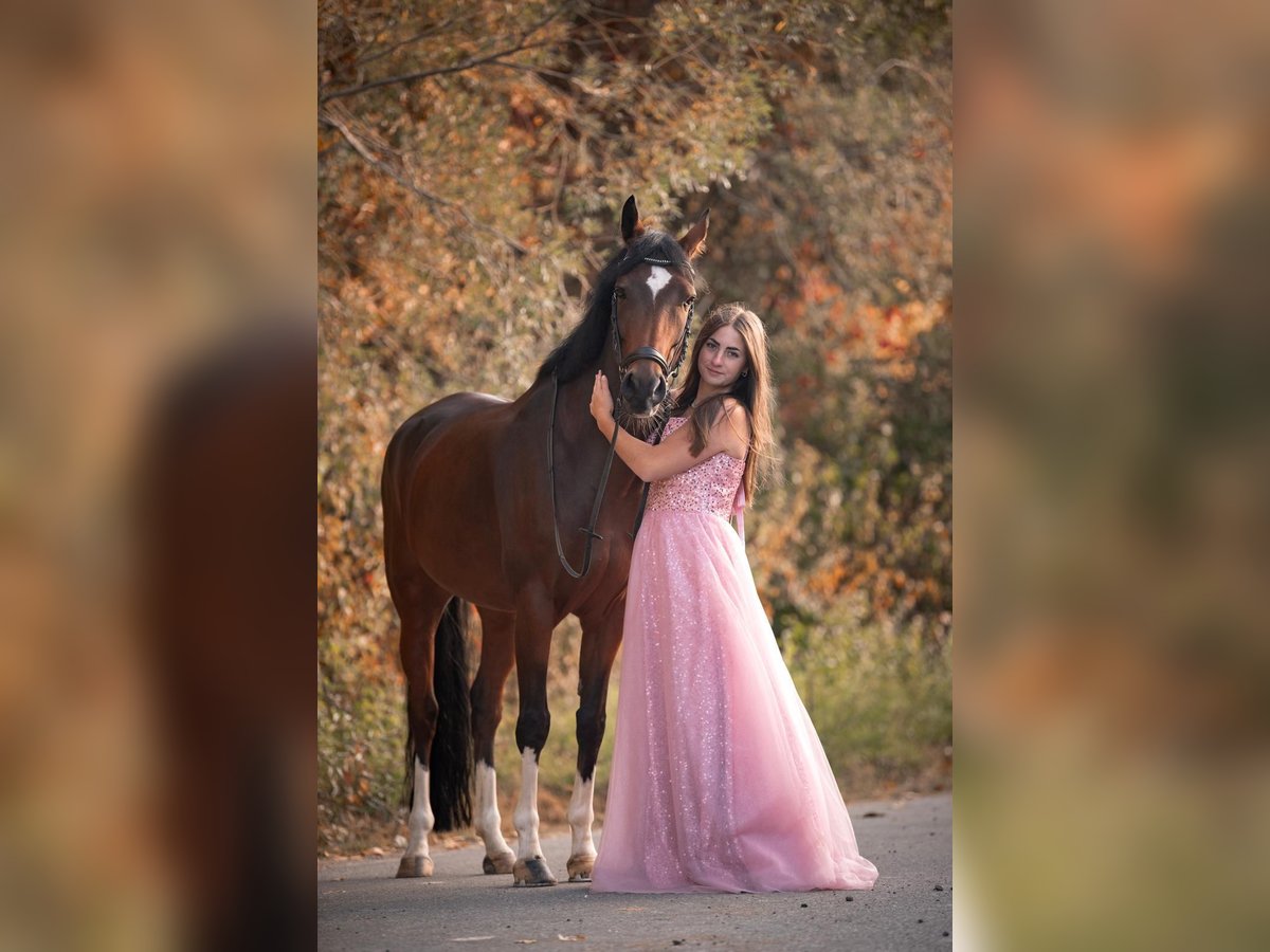 German Riding Pony Gelding 11 years 15 hh Brown in Zweibr&#xFC;cken