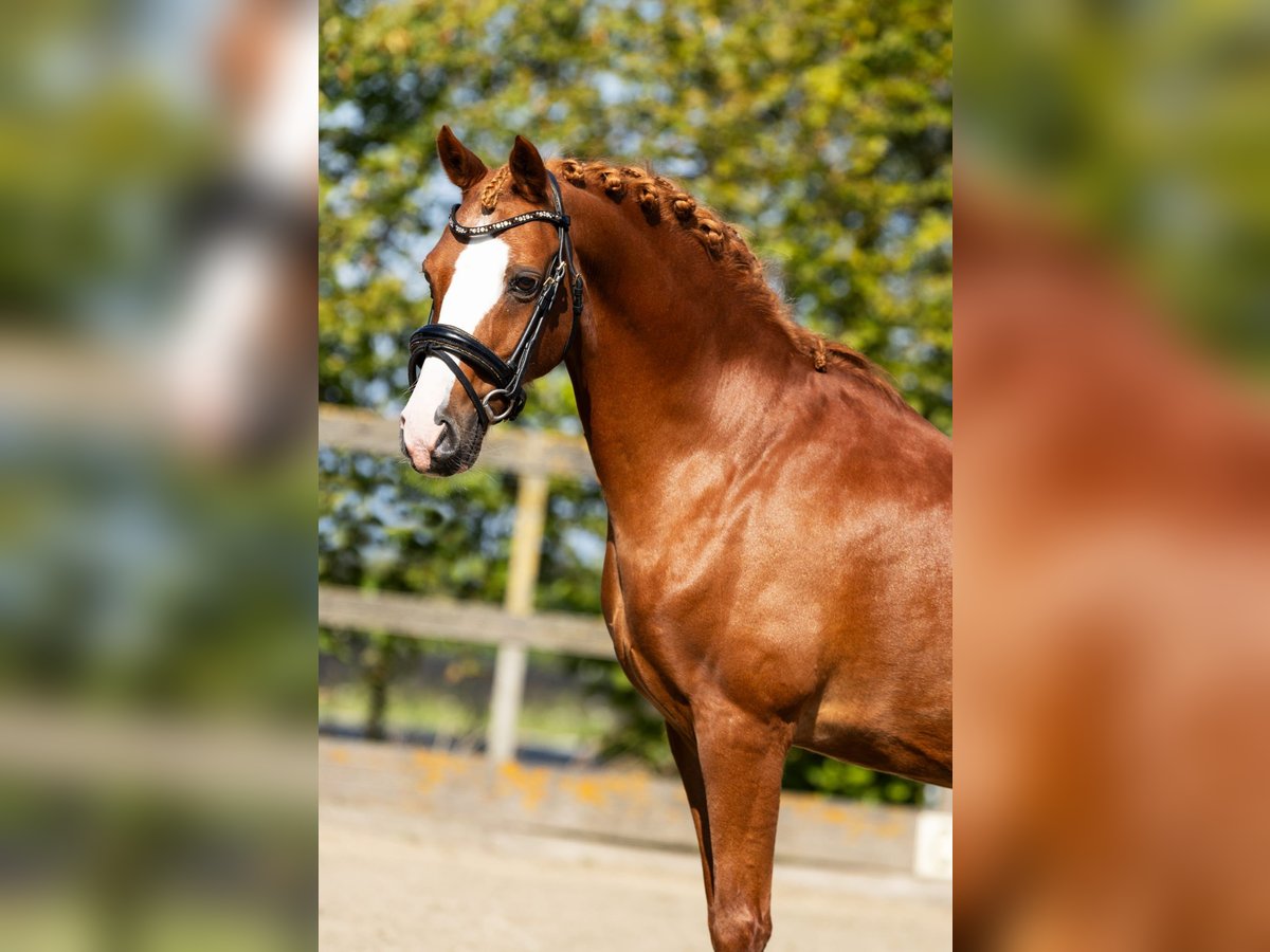 German Riding Pony Gelding 12 years 13,1 hh Chestnut-Red in Frankfurt am Main