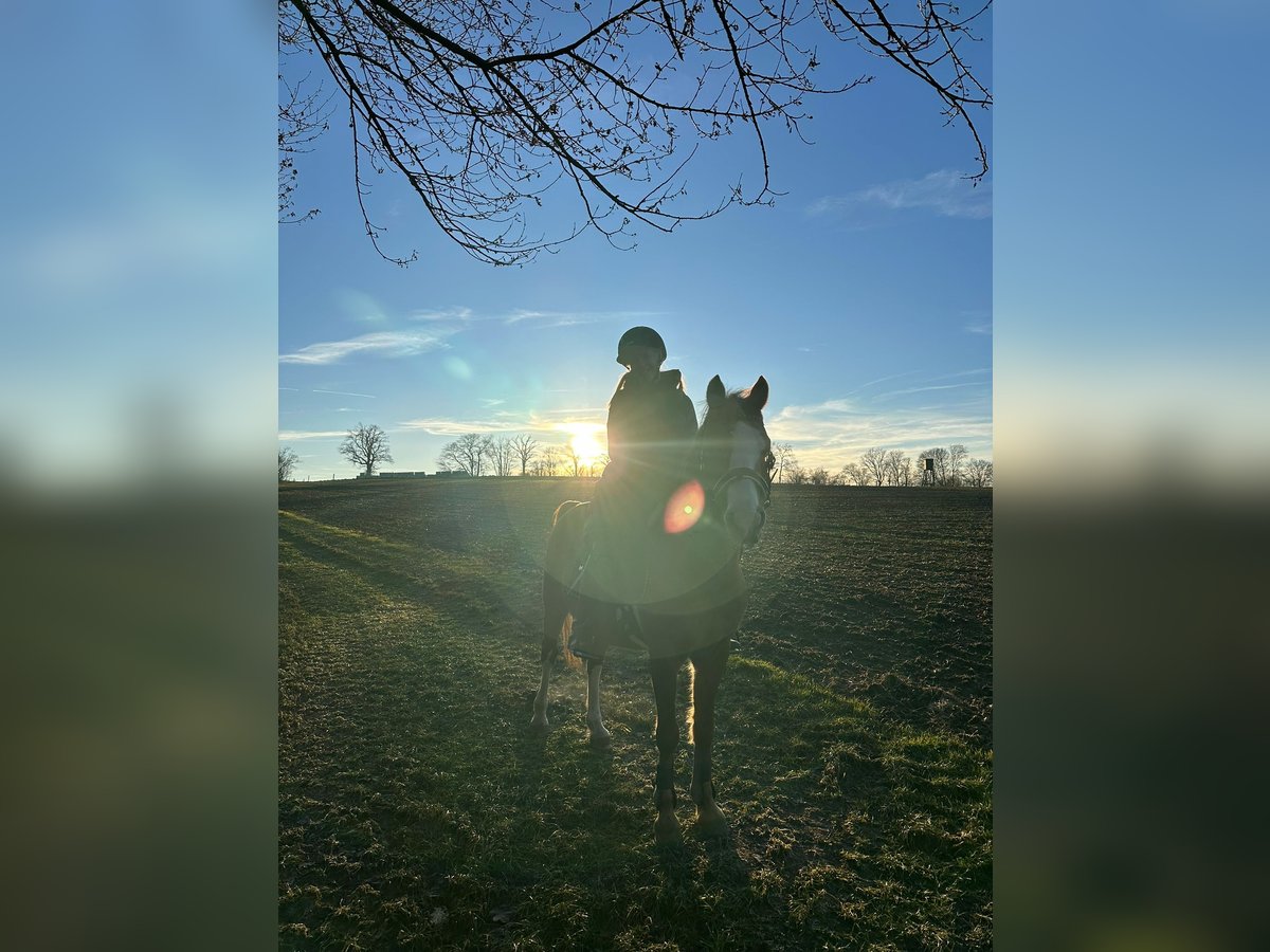 German Riding Pony Gelding 12 years 13,1 hh Chestnut-Red in Frankfurt am Main