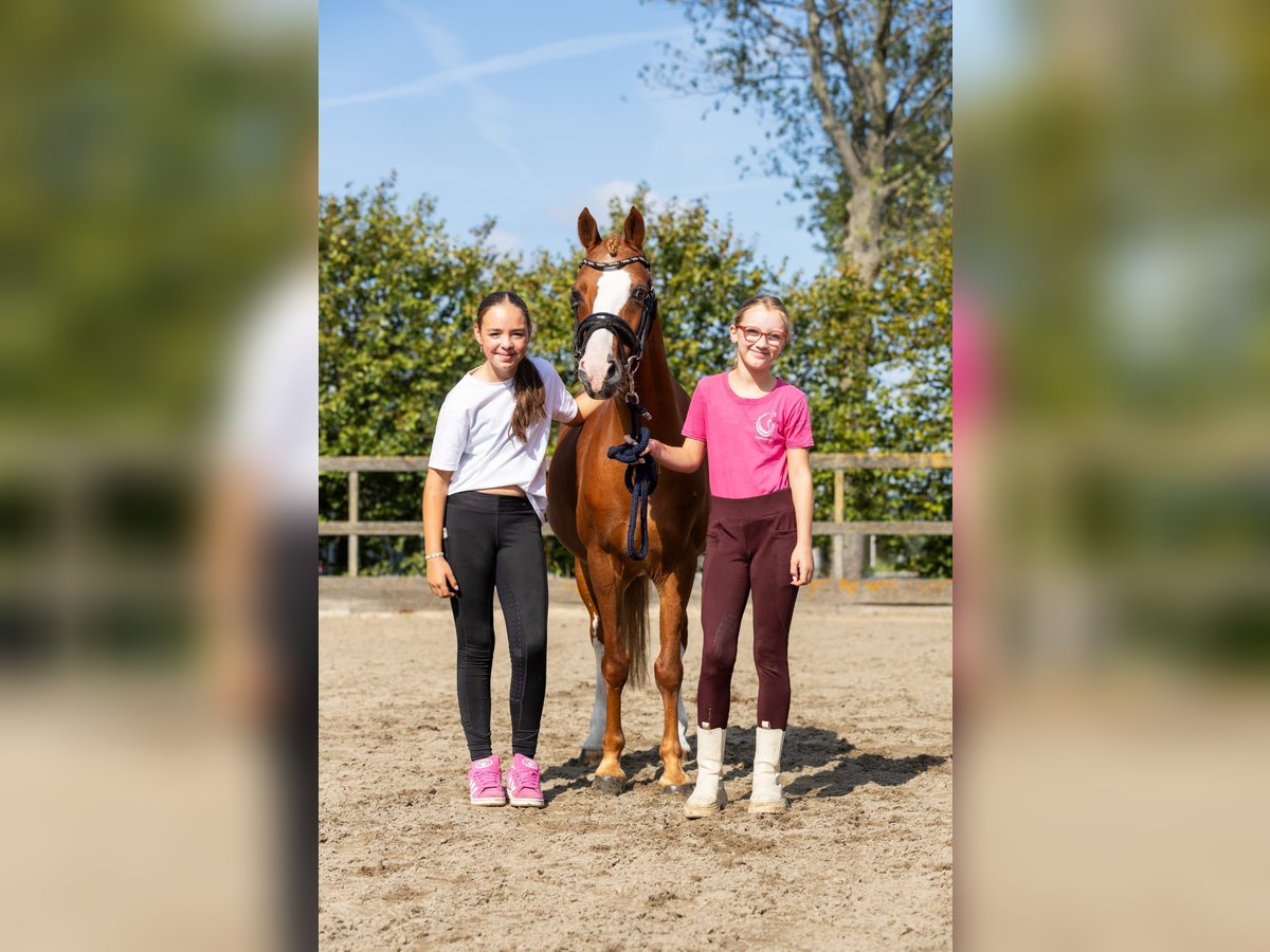 German Riding Pony Mix Gelding 12 years 13,1 hh Chestnut-Red in Grebenhain