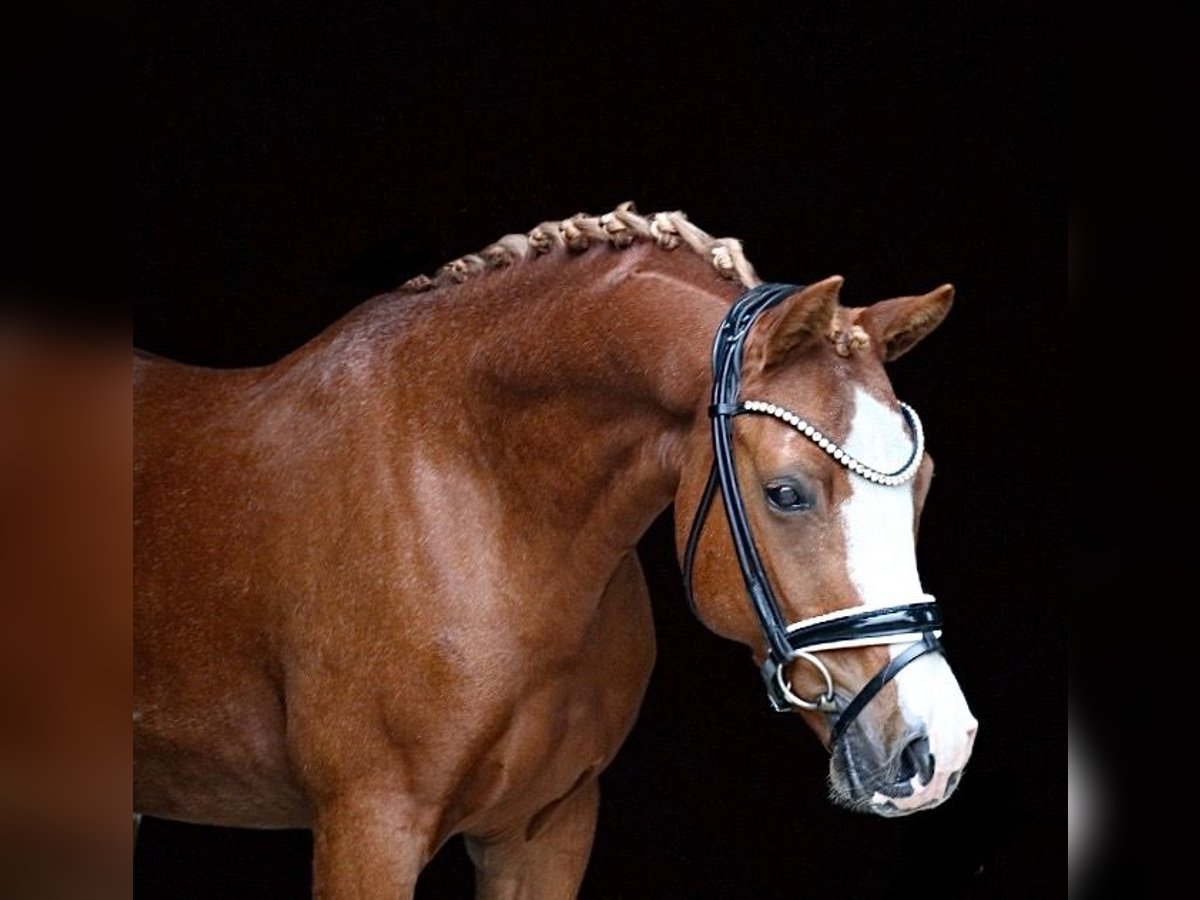 German Riding Pony Gelding 12 years 13,3 hh Chestnut-Red in Recke, bei Osnabrück