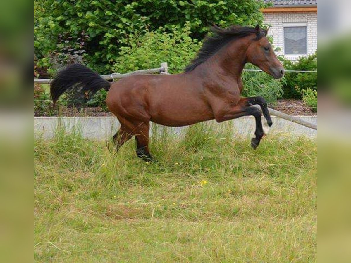 German Riding Pony Gelding 12 years 14,3 hh Brown in Goldbeck