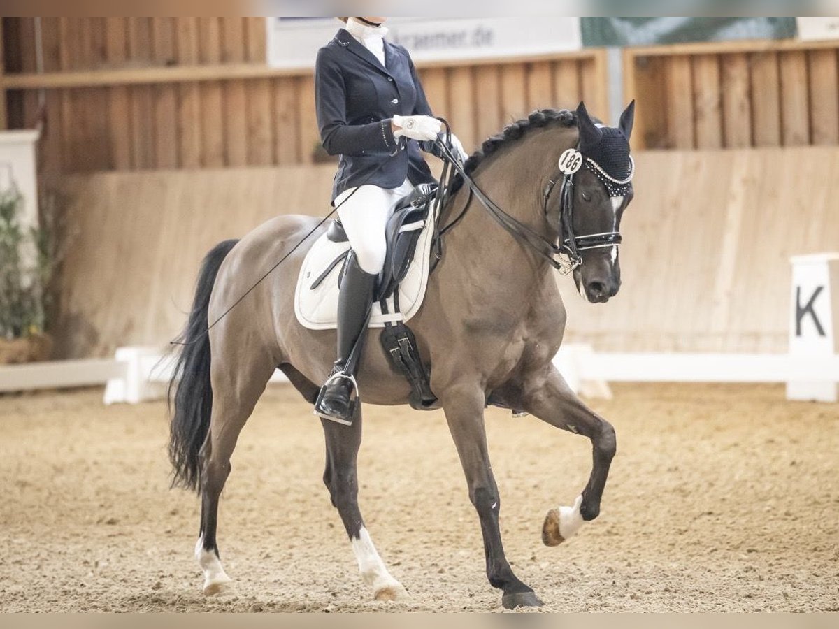 German Riding Pony Gelding 12 years 14,1 hh Black in Ubstadt-Weiher
