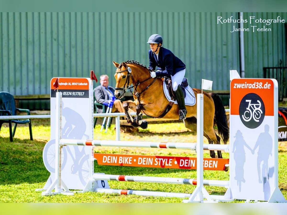 German Riding Pony Gelding 12 years 14,1 hh Brown in Tiddische