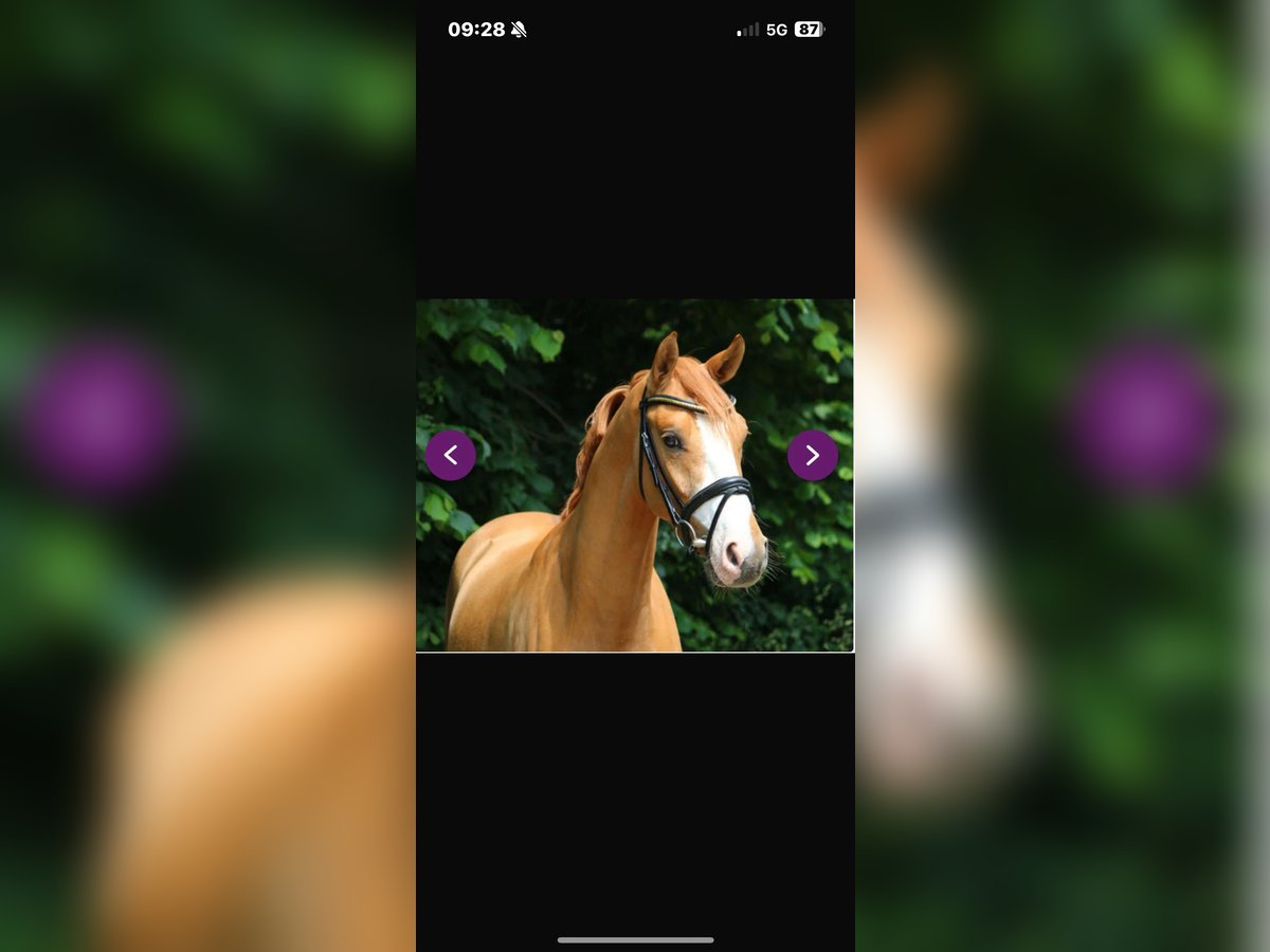 German Riding Pony Gelding 12 years 14,2 hh Chestnut-Red in Soltau