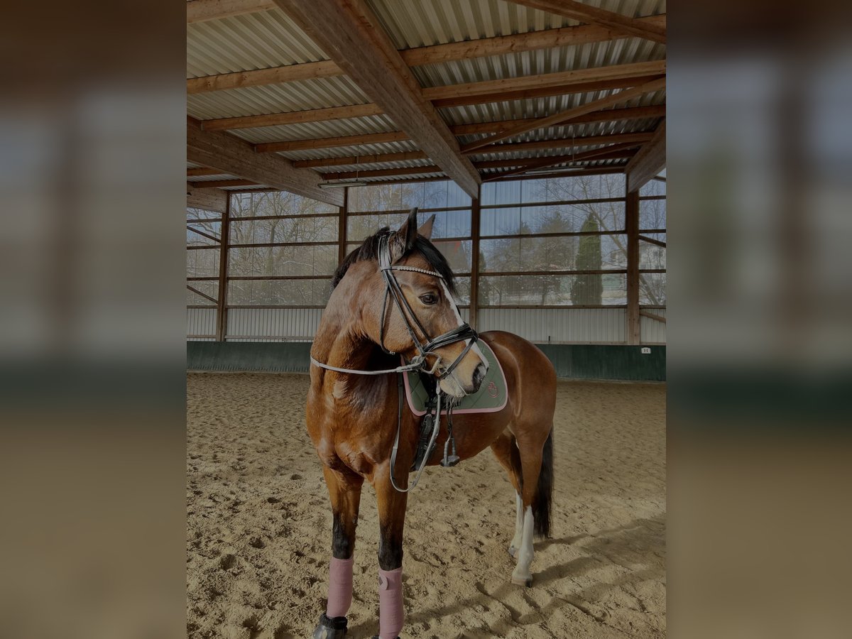 German Riding Pony Gelding 12 years 14,2 hh in Memmingen