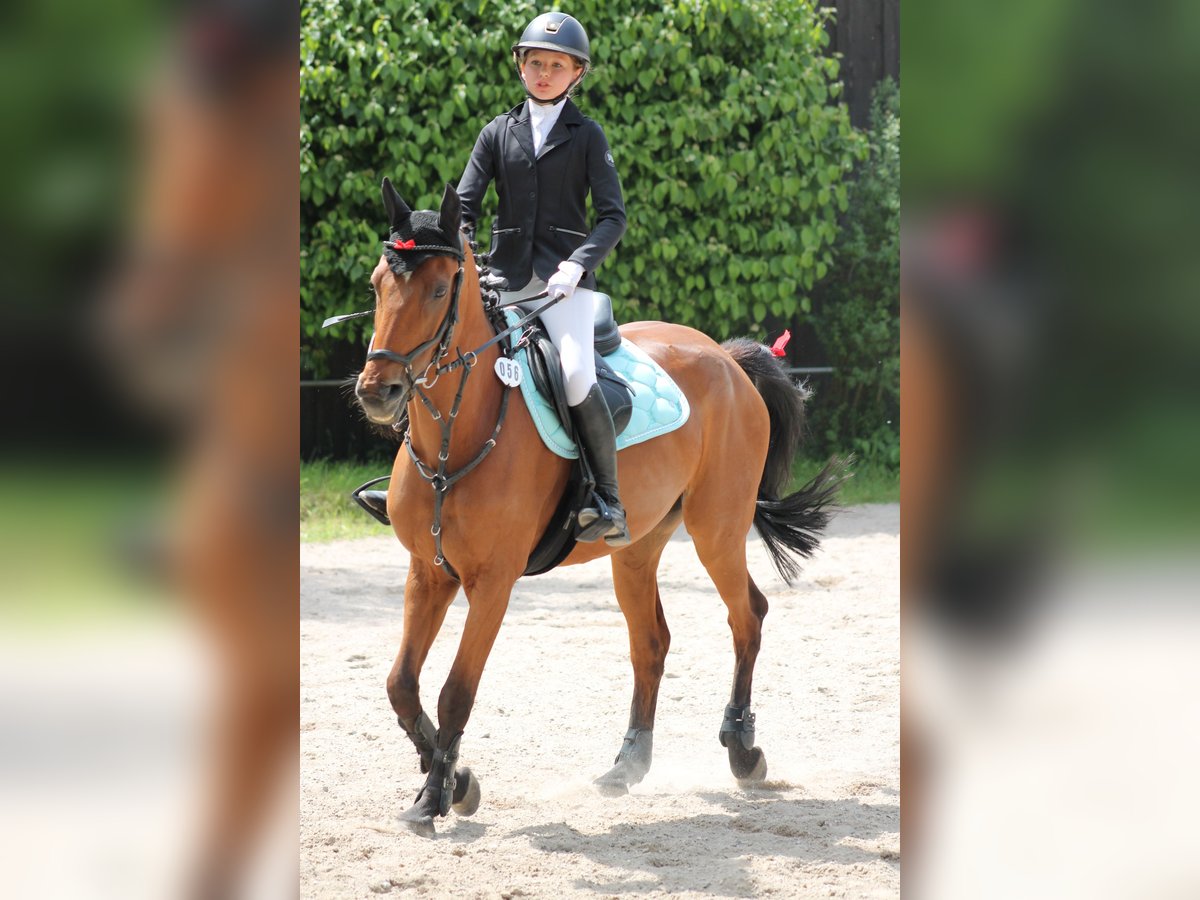 German Riding Pony Gelding 12 years 14,3 hh Brown in Rheinstetten
