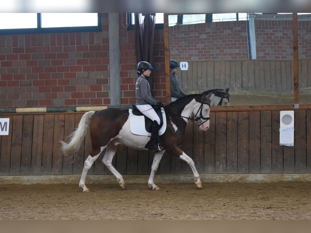 German Riding Pony Gelding 12 years 15,2 hh Pinto in Haselünne