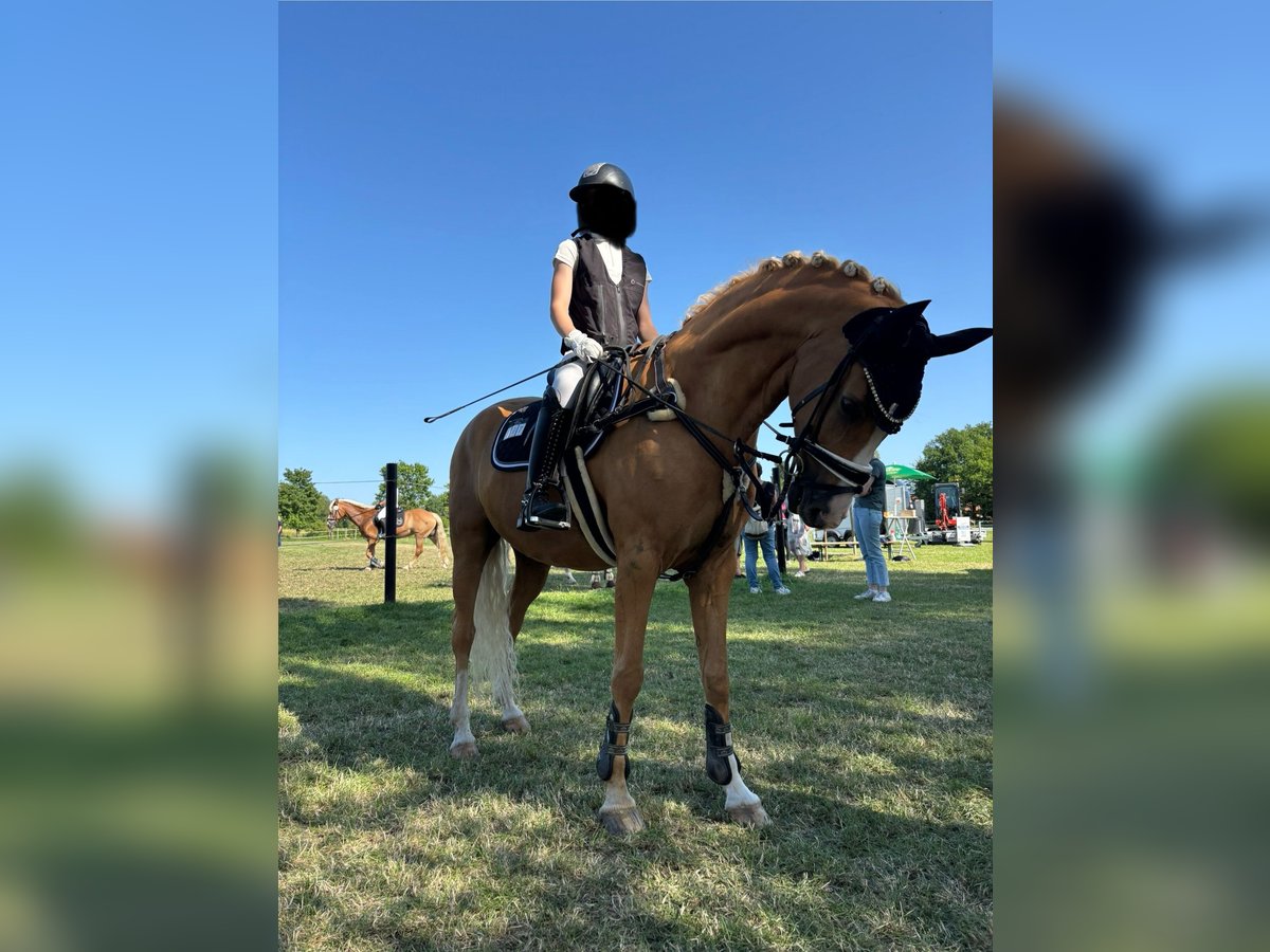 German Riding Pony Gelding 12 years 15,1 hh Palomino in Minden