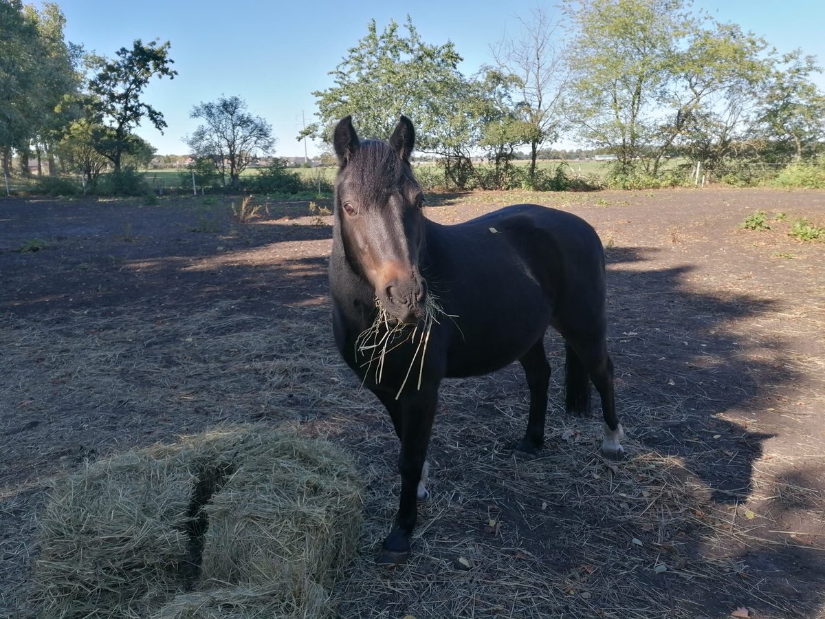 German Riding Pony Gelding 13 years 12,3 hh Smoky-Black in Wesendorf German Riding Pony Gelding 13 years 12,3 hh Smoky-Black in Wesendorf