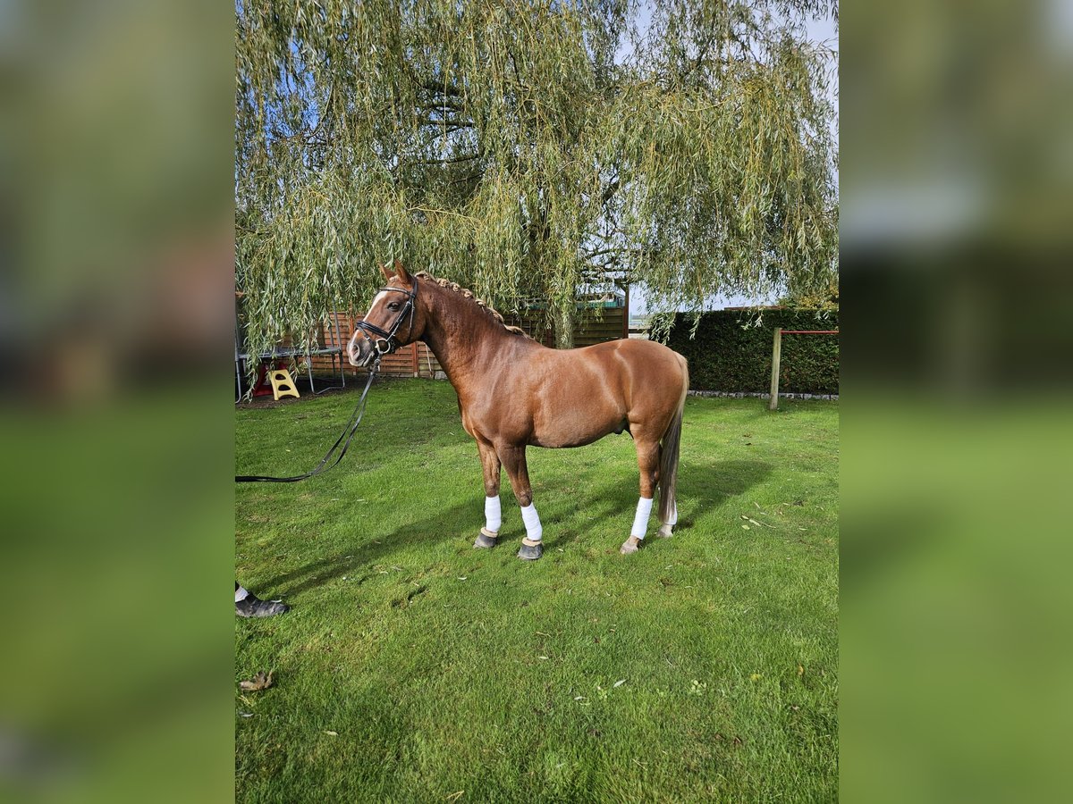 German Riding Pony Gelding 13 years 14,1 hh Chestnut-Red in Loxstedt