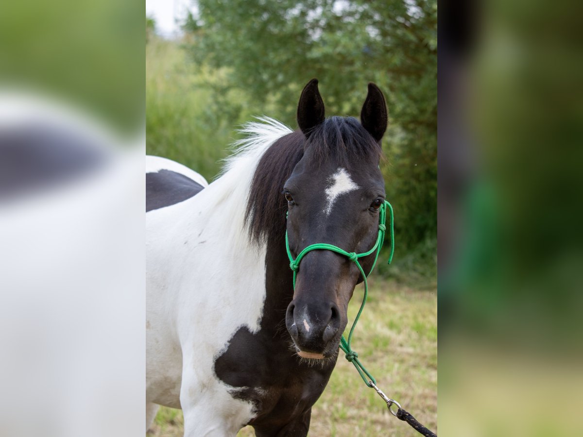 German Riding Pony Gelding 13 years 14,1 hh Pinto in Lohra