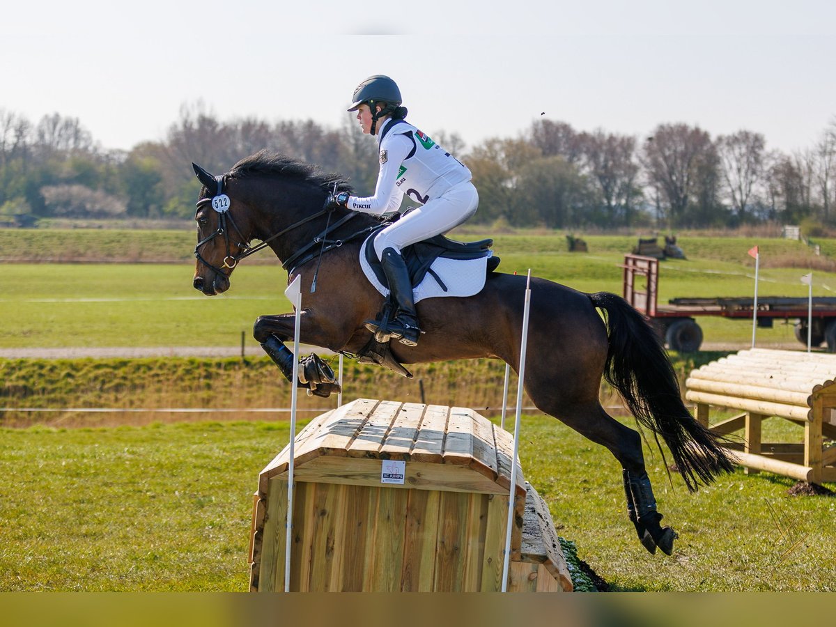 German Riding Pony Gelding 13 years 14,2 hh Brown in Barsinghausen