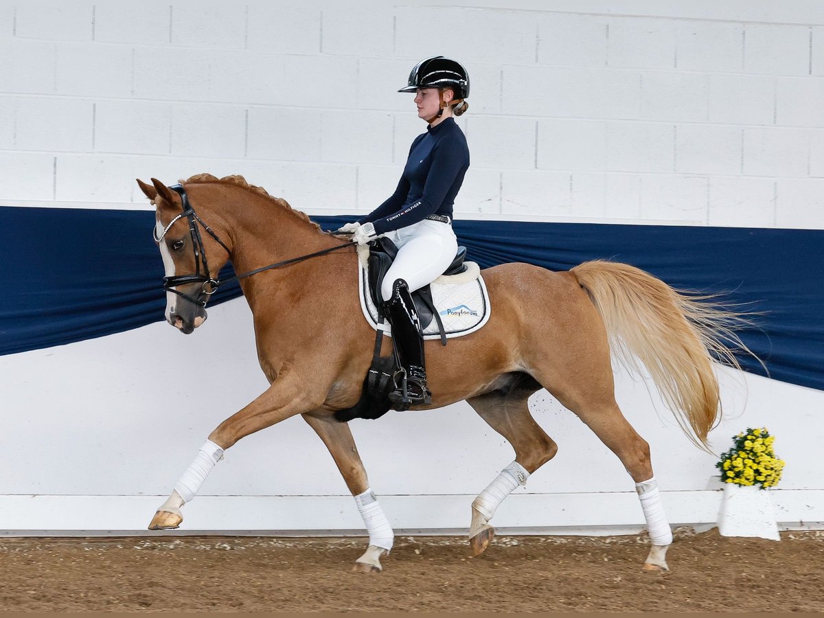 German Riding Pony Gelding 13 years 14,2 hh Chestnut-Red in Marsberg